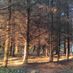 bricketts