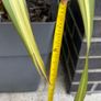 Evergreen large Phormium Yellow Wave Image 3