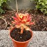 plant Image 3