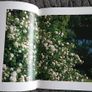 Roses Image 2