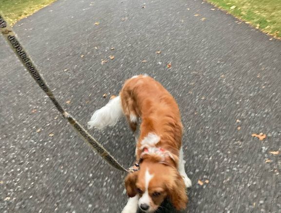 Dog walker and pet check in
