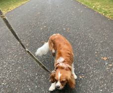 Dog walker and pet check in