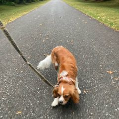 Dog walker and pet check in