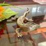 Peerage Brass Lizard Post War 1950s 25 cm Image 2