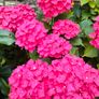 Shrubby hydrangeas brightens boarders Image 3
