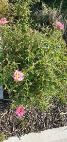 Cistus Purpureus Lam -- nice big flowers  bushy plant. The bush is just beginning to bloom and will be looking beautiful on any garden. https://www.rhs.org.uk/plants/90960/cistus-purpureus/details