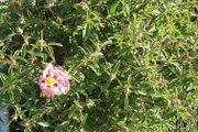 Cistus Purpureus Lam -- nice big flowers  bushy plant. The bush is just beginning to bloom and will be looking beautiful on any garden. https://www.rhs.org.uk/plants/90960/cistus-purpureus/details