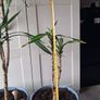 Indoor plants - Spineless Yucca x 2 Image 4