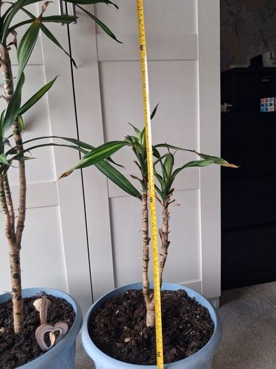 Indoor plants - Spineless Yucca x 2
