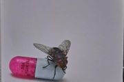 Red Hot Chili Peppers - I'm With You CD