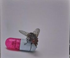 Red Hot Chili Peppers - I'm With You CD