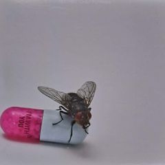 Red Hot Chili Peppers - I'm With You CD