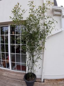 Bamboo plants