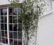 Bamboo plants