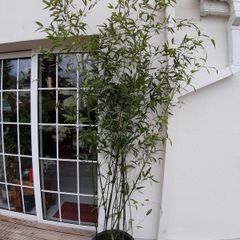 Bamboo plants