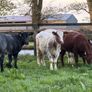 6 super shorthorn 5 star heifers Image 2