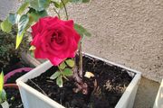 Rose  plant