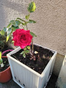 Rose  plant