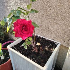 Rose  plant