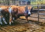 Aubrac bulls