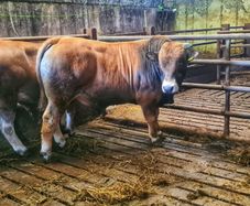 Aubrac bulls