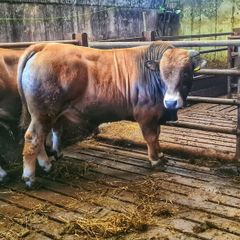 Aubrac bulls