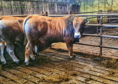 Aubrac bulls
