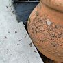 large terracotta urn Image 3