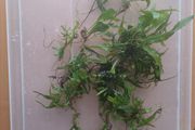 Aquarium plants