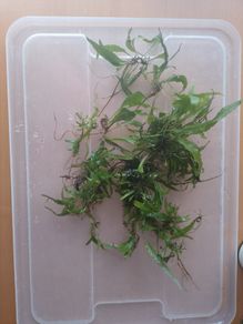 Aquarium plants