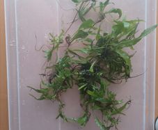 Aquarium plants