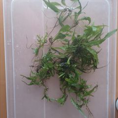 Aquarium plants