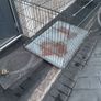 Large dog cage Image 4