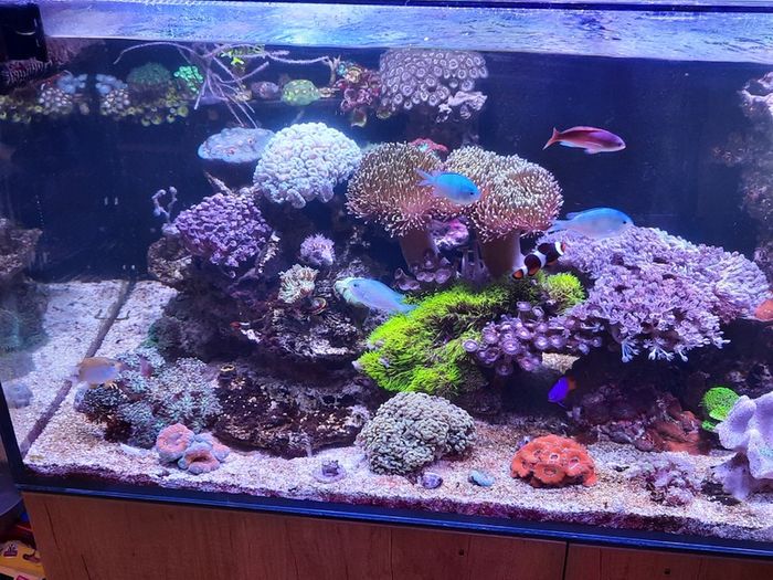 Complete Running Reef Tank