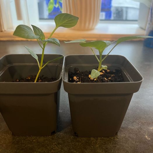 Plant - Paprika/Bell pepper seedlings