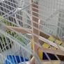 Bird cage with all accessories Image 3