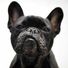 HeyBulldog
