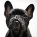 HeyBulldog