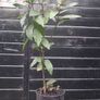 Bayleaf tree Image 5
