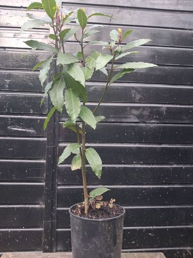 Bayleaf tree