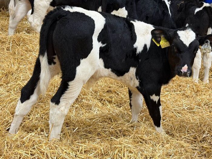 26 Serious British Fresian Bred Bull Calves