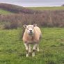 Pedigree Hogg/Lamb Rams for sale Image 2