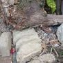 free tree trunks for firewood Image 6