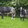 Roan Blue Heifers for Gortatlea Mart Image 2
