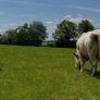Pedigree Charolais Bulls Image 5