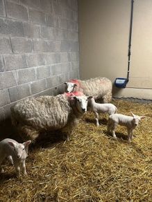 Ewes with lambs