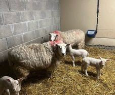 Ewes with lambs