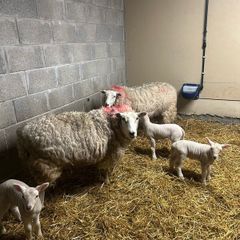 Ewes with lambs