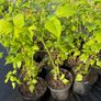 Golden Queen yellow raspberry 2l pot available in September 2024 Image 5