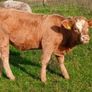 Calves Image 9